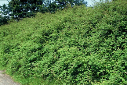 20x Symphoricarpos ch. 'Hancock' - pflanzfix24