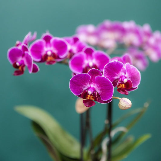 4er Set Phalaenopsis Morelia Lila Ø9cm – Pflanzfix24.de - Pflanzfix24.de