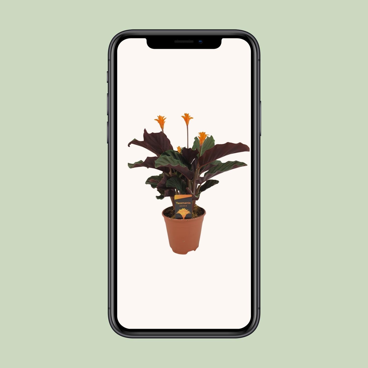 Calathea Crocata - Ø14cm - ↕40cm bei Pflanzfix24.de - Pflanzfix24.de