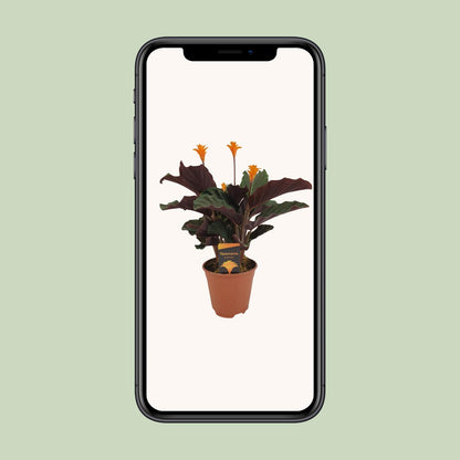 Calathea Crocata - Ø14cm - ↕40cm bei Pflanzfix24.de - Pflanzfix24.de
