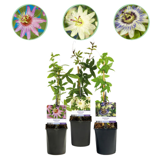 Passiflora Tricolour - 3 Pflanzen - Topf 11cm - Pflanzfix24.de - Pflanzfix24.de