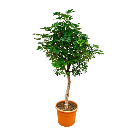 Schefflera op Stam 210cm Ø45cm | Tropische Zimmerpflanze | Pflanzfix24.de - Pflanzfix24.de
