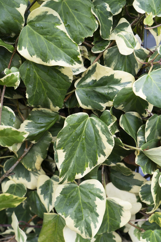 4x - Hedera colchica 'Dentata Variegata' - Pflanzfix24.de - Pflanzfix24.de