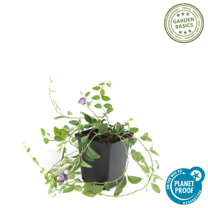 12x Vinca minor 'Atropurpurea' Bodendecker Ø9cm – Pflanzfix24.de - Pflanzfix24.de