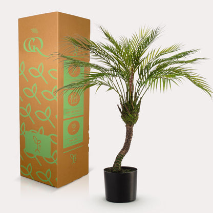 Kunstpalme Chamaedorea Elegans 85 cm – Pflanzfix24.de - Pflanzfix24.de