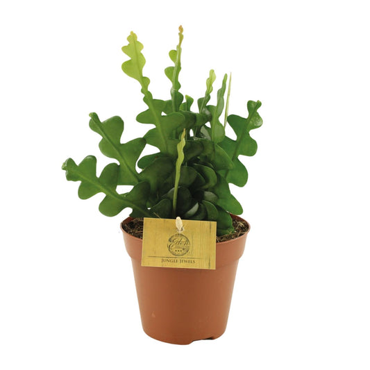 Epiphyllum Anguliger - Ø12cm - Pflanzfix24