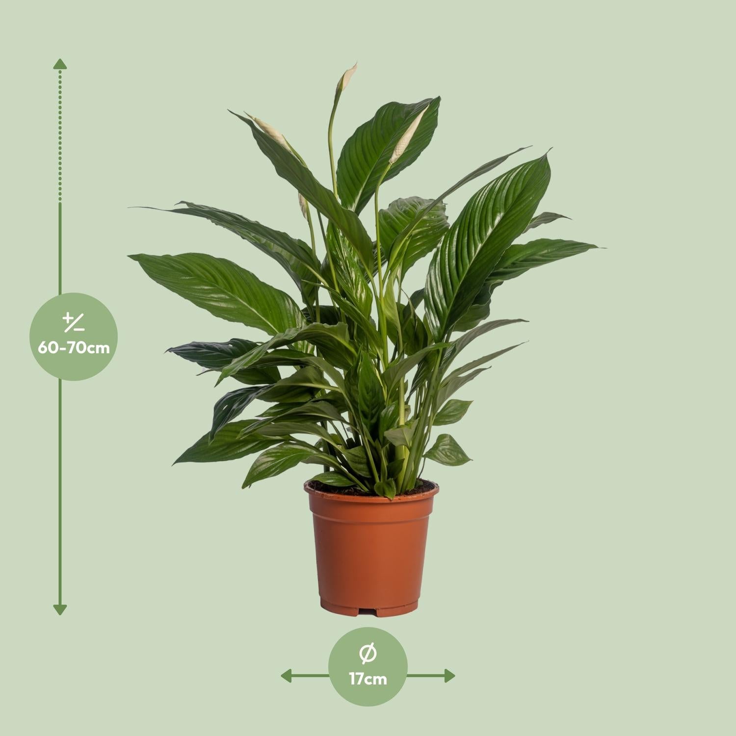 Spathiphyllum Vivaldi Ø17cm – elegante Friedenslilie | pflanzfix24.de - Pflanzfix24.de