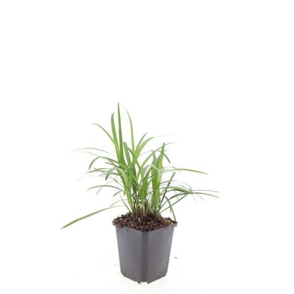 24x Liriope muscari 'Monroe White' - ↕10-25cm - Ø9cm - Pflanzfix24