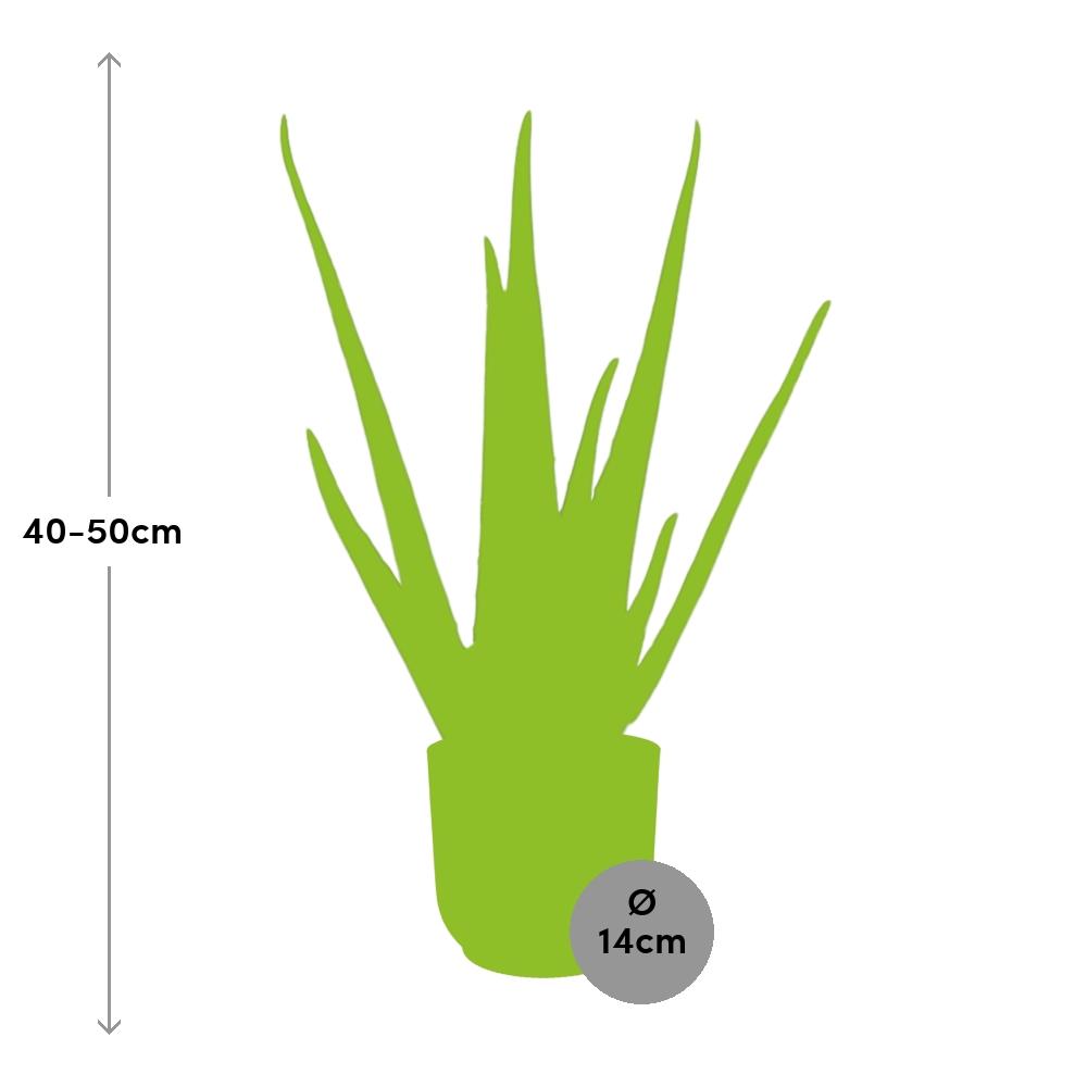 Aloe Vera 12cm in ELHO Vibes Fold 14cm geel - Pflanzfix24