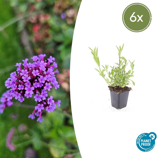 6x Verbena bonariensis - ↕10-25cm - Ø9cm - Pflanzfix24.de - Pflanzfix24.de