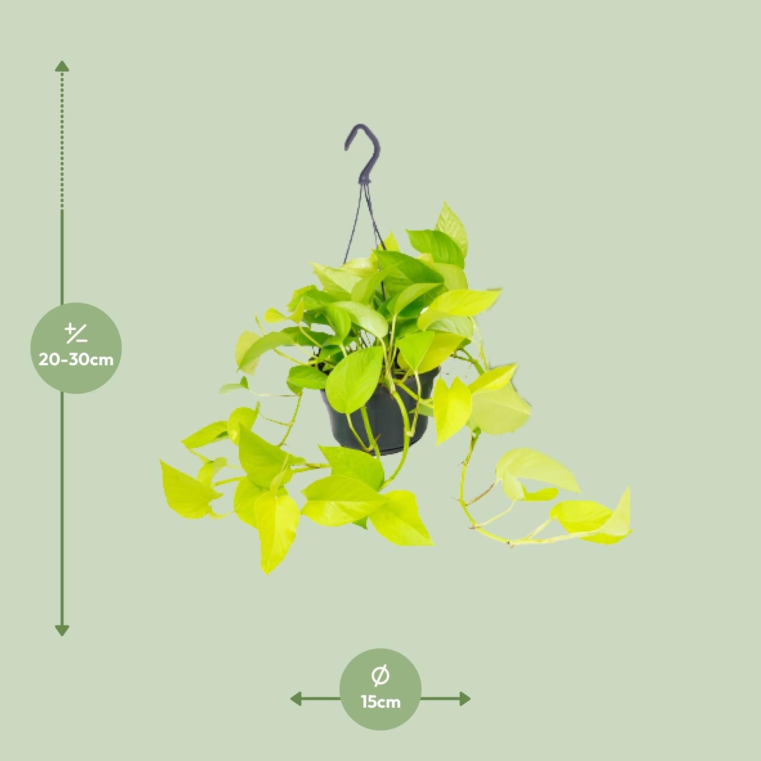 Epipremnum Golden Pothos - Scindapsus - Ø15 - ↕25cm - Pflanzfix24.de - Pflanzfix24.de