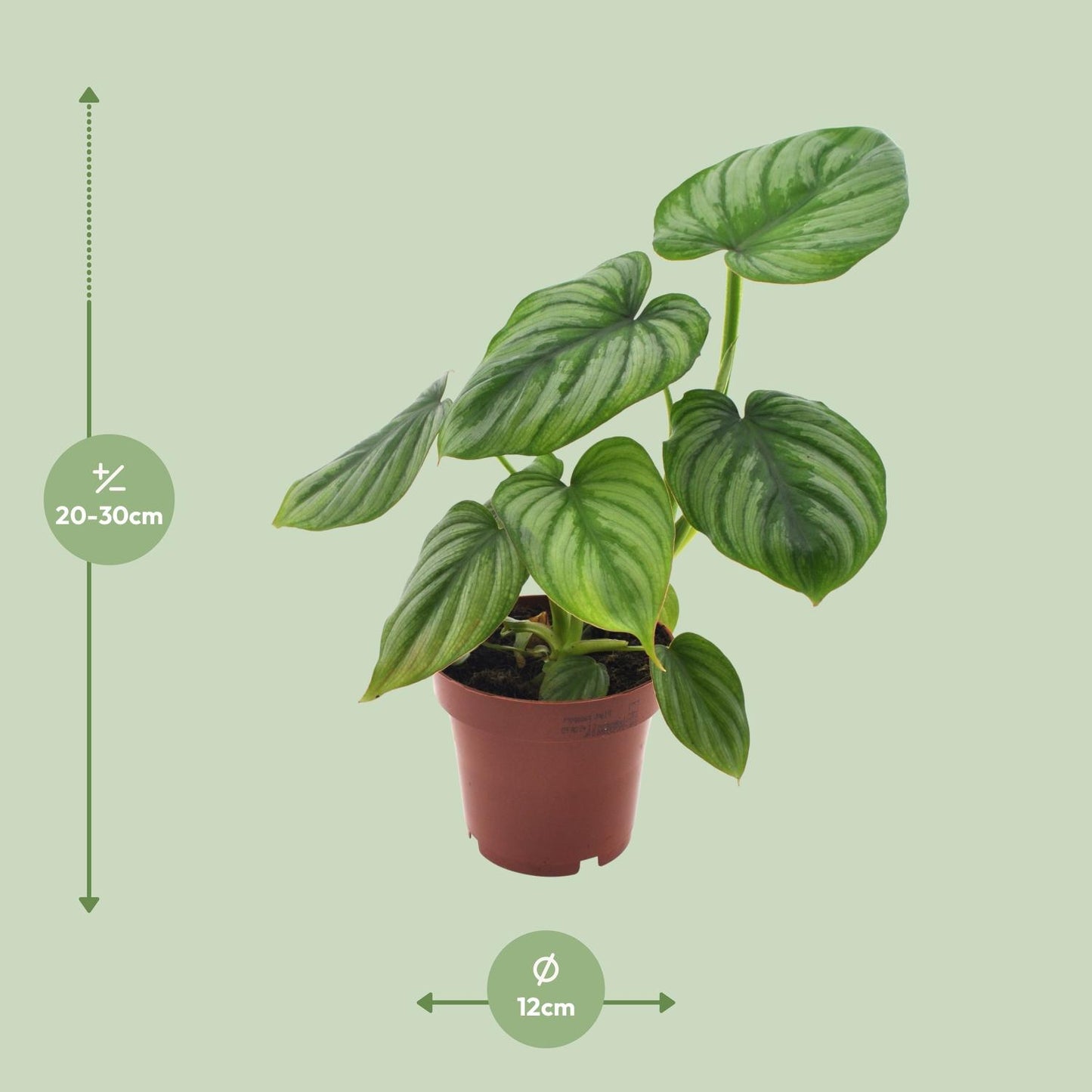 Philodendron Mamei - Ø12cm - ↕25cm bei Pflanzfix24