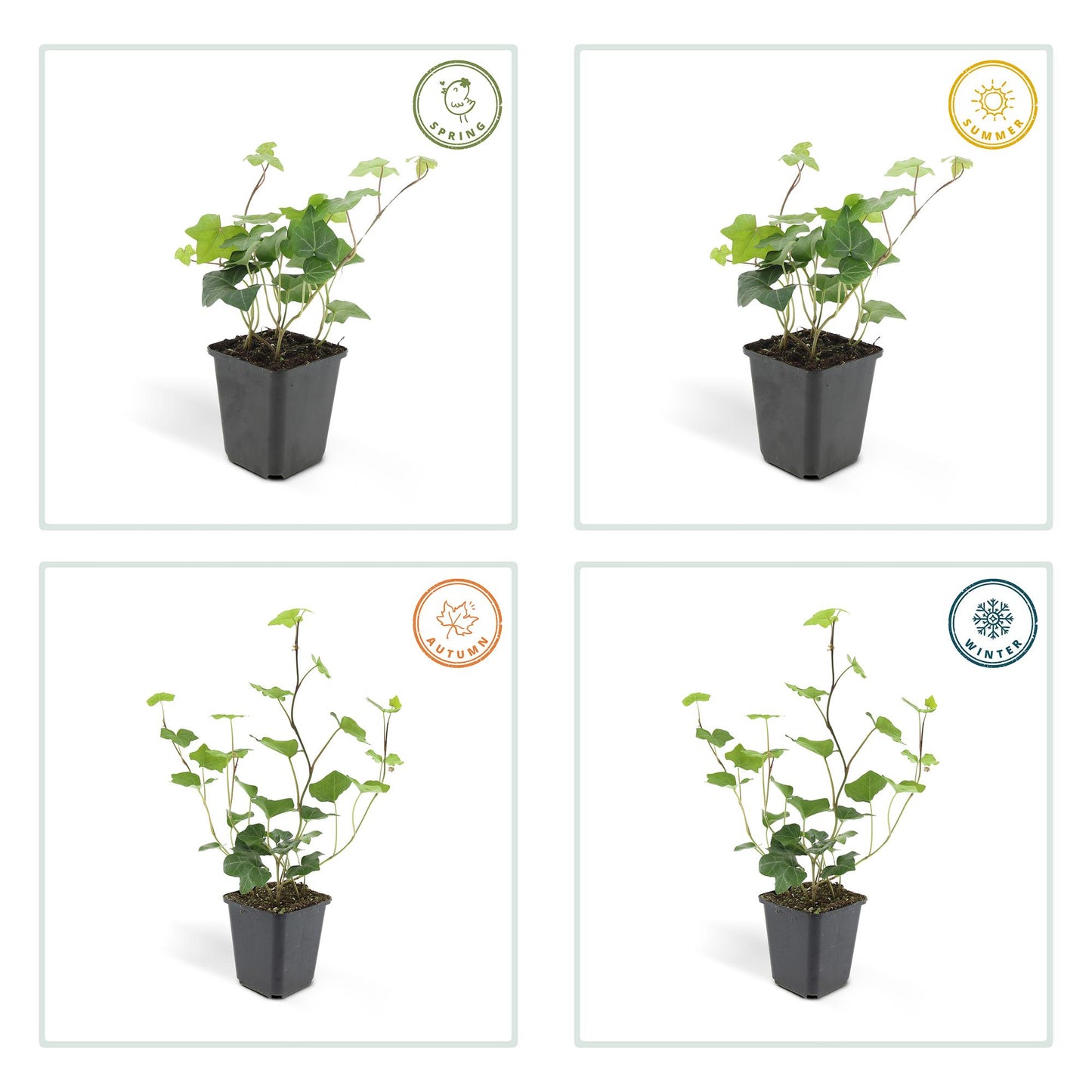 24x Hedera Hibernica - ↕10-25cm - Ø9cm - Pflanzfix24