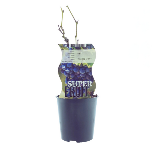 Vitis Boskoop Glory Blaue Traube Ø12 cm | Pflanzfix24.de - Pflanzfix24.de