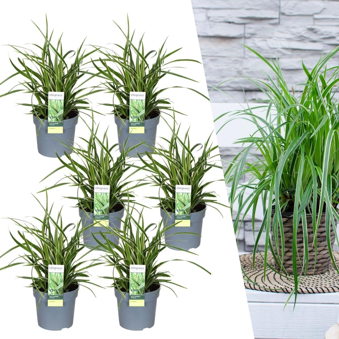 6 x Carex morrowi 'Ice Dance' - Ø 14 cm - ↨ 25 cm - Pflanzfix24