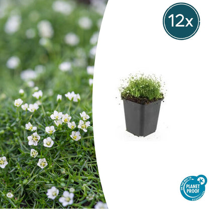 12x Sagina subulata Irisches Moos Bodendecker Ø9cm – Pflanzfix24.de - Pflanzfix24.de