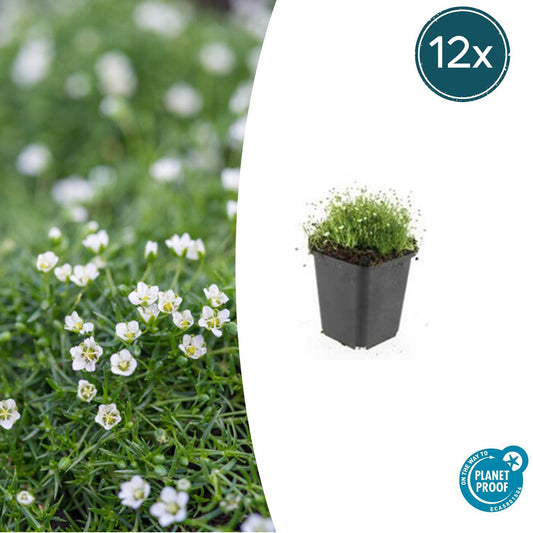 12x Sagina subulata Irisches Moos Bodendecker Ø9cm – Pflanzfix24.de - Pflanzfix24.de