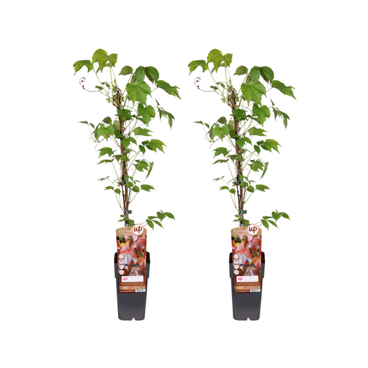 Parthenocissus Veitch Boskoop 2er Ø15cm, 65cm | pflanzfix24