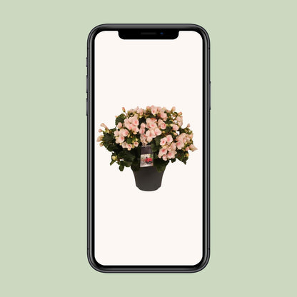 Begonia Betulia''light'' Licht Rose Decorum - Pflanzfix24