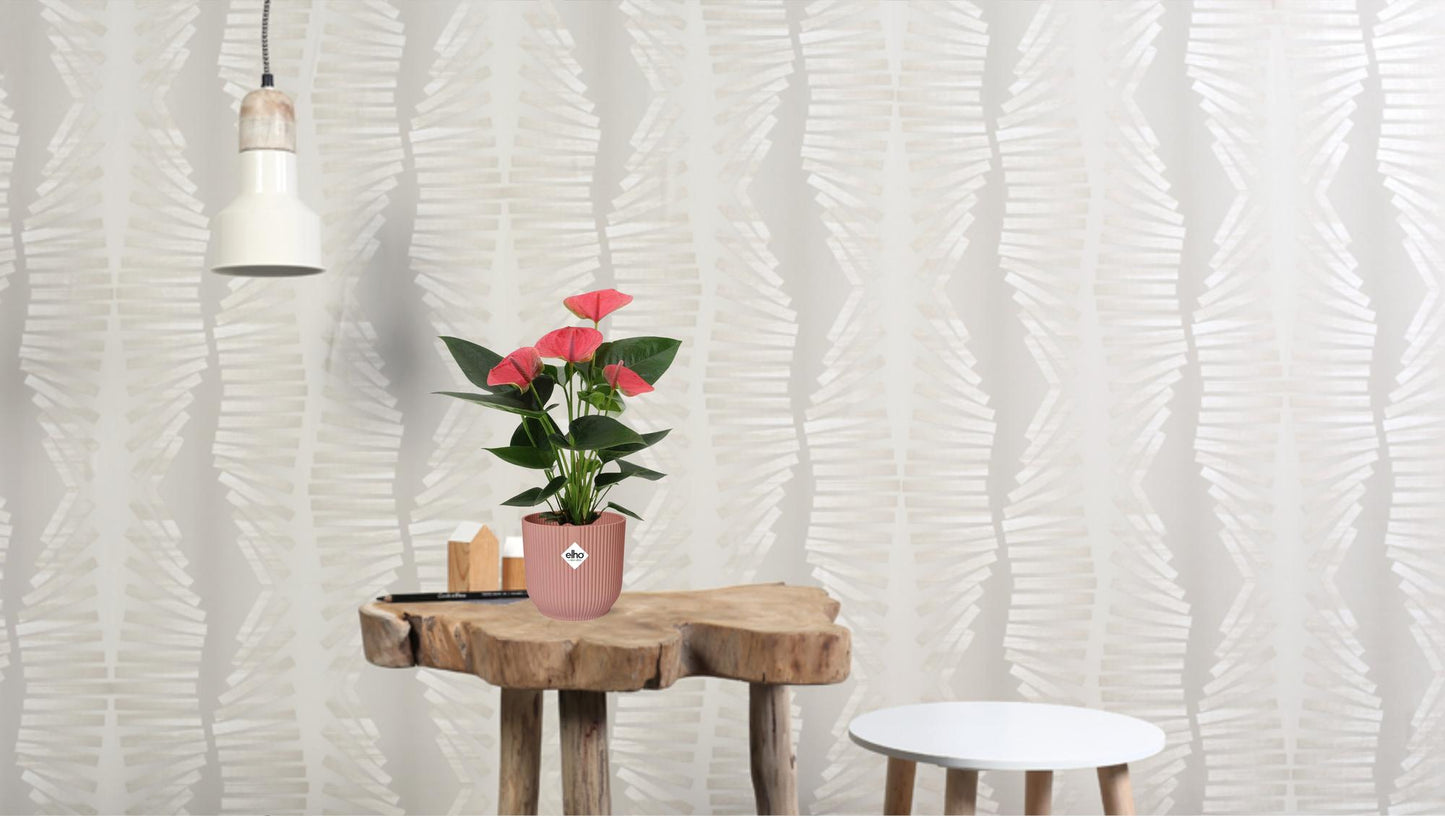 Anthurium Sweet Dream - Ø12cm - ↕36cm - Pflanzfix24