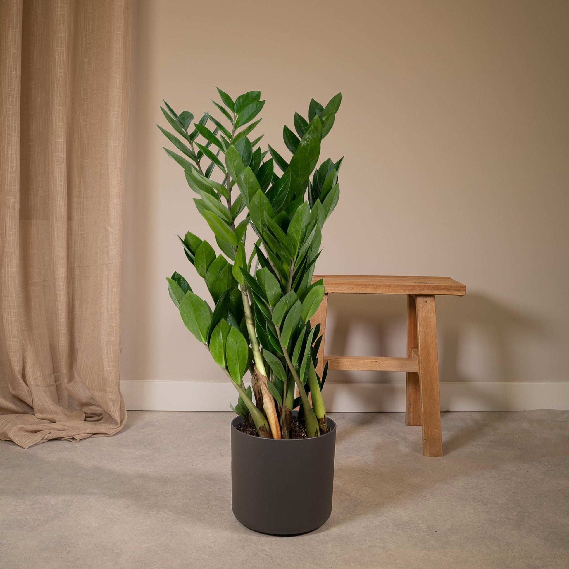 Zamioculcas Zamiifolia Ø17cm, 70cm – Grüne Zimmerpflanze | Pflanzfix24.de - Pflanzfix24.de