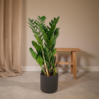 Zamioculcas Zamiifolia Ø17cm, 70cm – Grüne Zimmerpflanze | Pflanzfix24.de - Pflanzfix24.de