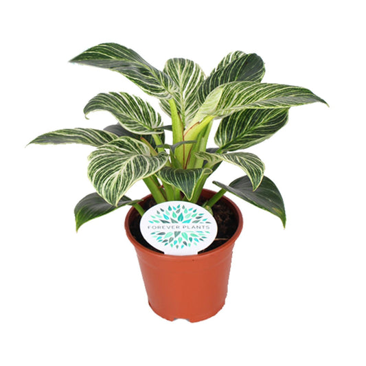 Philodendron Birkin Ø14cm – Exklusive Zimmerpflanze | Pflanzfix24.de - Pflanzfix24.de