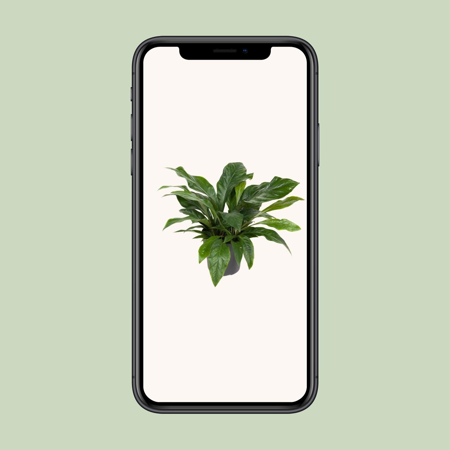 Anthurium Jungle Bush - Ø30cm - ↕70cm bei Pflanzfix24.de - Pflanzfix24.de