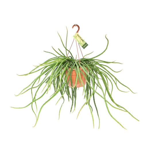 Rhipsalis Selenicereus Wercklei - Ø21cm - ↕50cm - Pflanzfix24