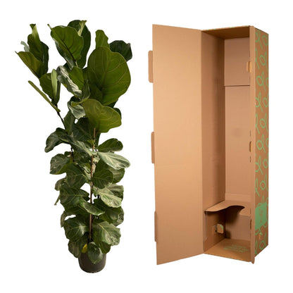 Ficus Lyrata struik - 180 cm - Ø30 von Pflanzfix24