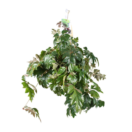 Cissus Rhombifolia Ellen Danica - Ø17cm - ↕70cm - Pflanzfix24.de - Pflanzfix24.de