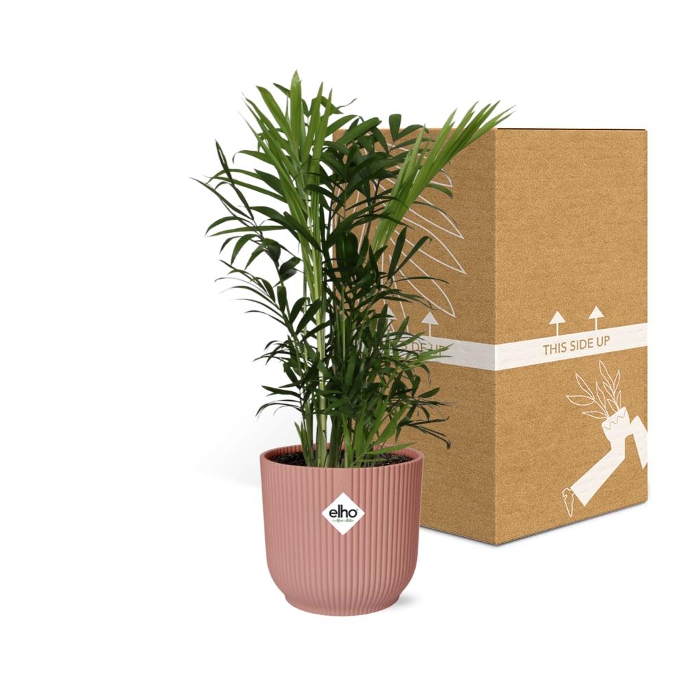 Chamaedorea Elegans in ELHO Vibes Fold 14cm roze - Pflanzfix24