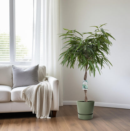 Ficus Mahori - Ø27cm - ↕120cm - Pflanzfix24