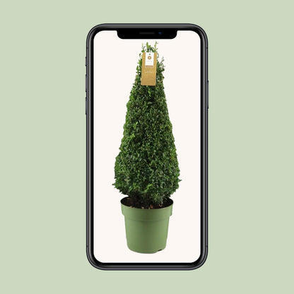 Buxus Semp. Pyramid 55cm P21 - Ø21cm - ↕75cm bei Pflanzfix24
