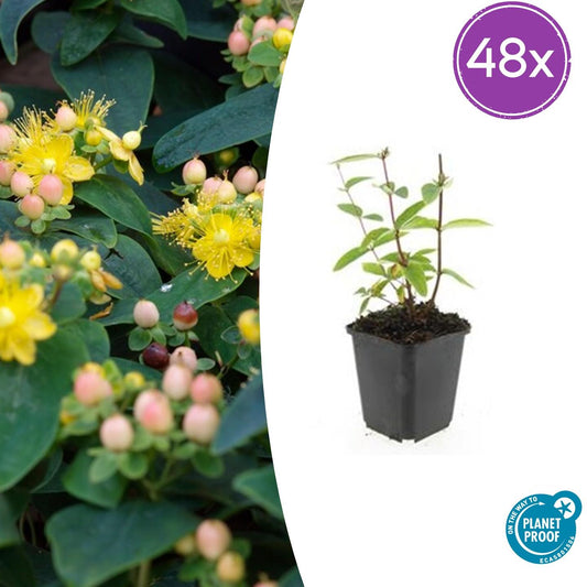 48x Hypericum inodorum 'Annebel' - Pflanzfix24