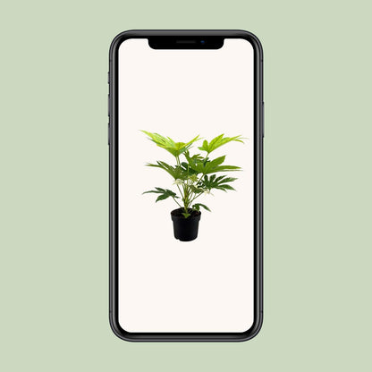 Fatsia Japonica Spider Web - Ø17cm - ↕50cm - pflanzfix24