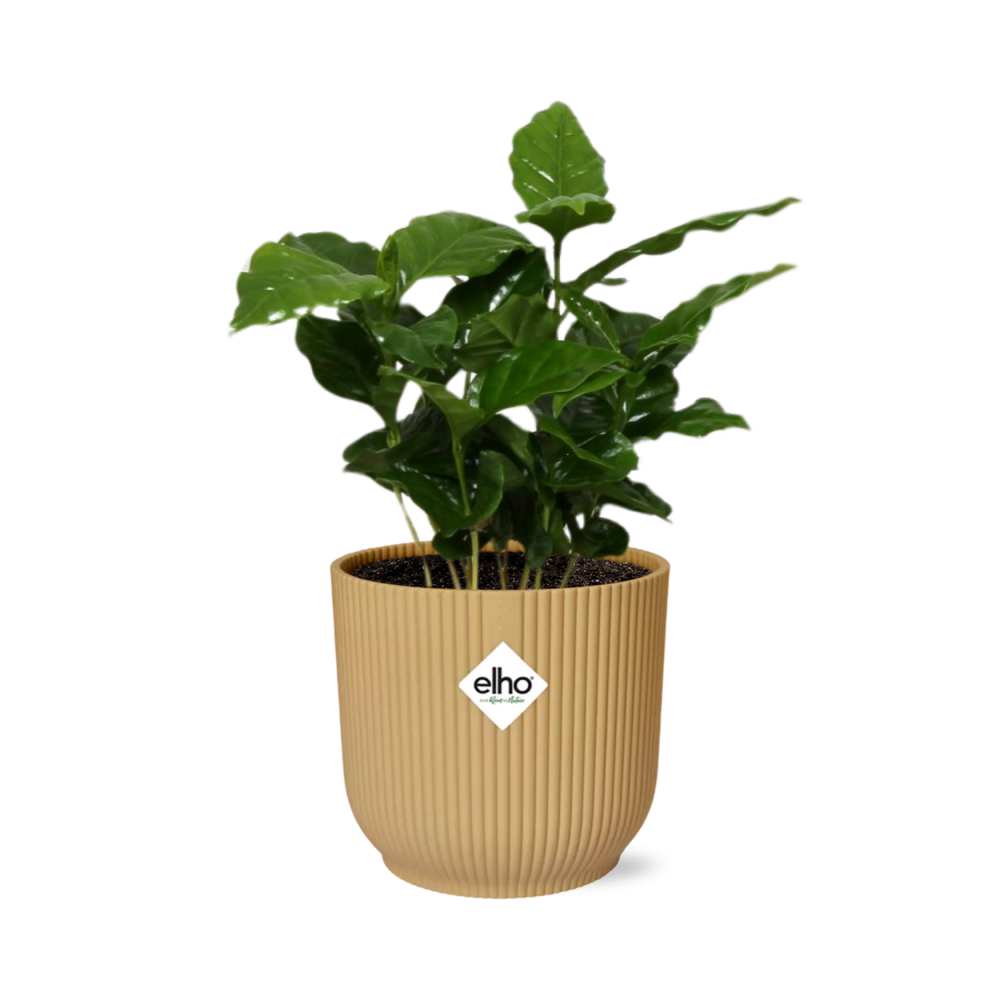 Coffea Arabica in ELHO Vibes Fold 14cm geel - Pflanzfix24
