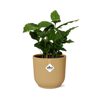 Coffea Arabica in ELHO Vibes Fold 14cm geel - Pflanzfix24