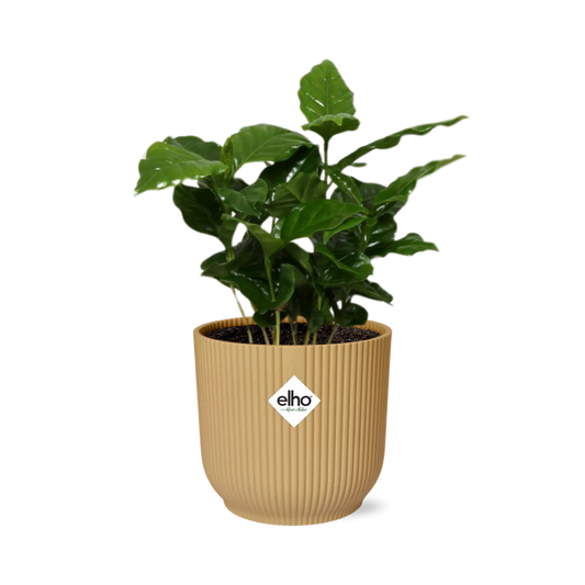 Coffea Arabica in ELHO Vibes Fold 14cm geel - Pflanzfix24