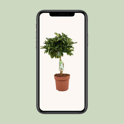 Schefflera Arboricola Gerda - Ø21cm - ↕80cm | Pflanzfix24