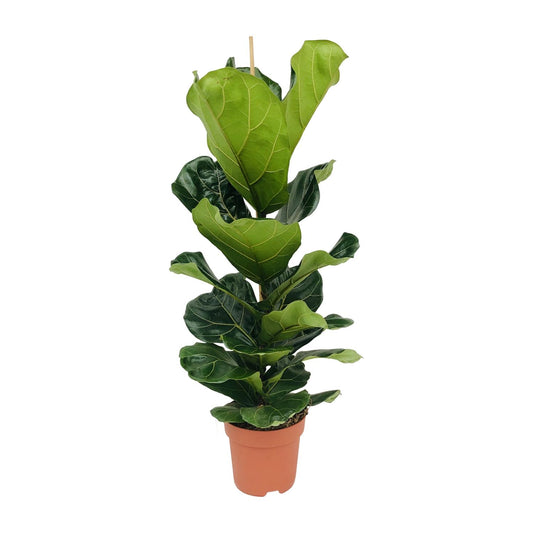 Ficus Lyrata - Ø21cm - ↕100cm - pflanzfix24