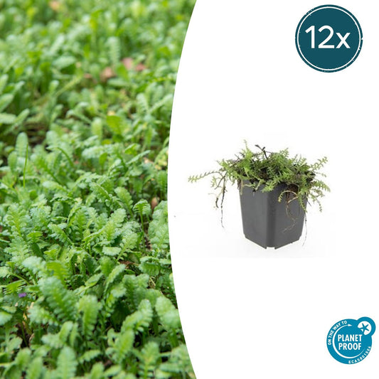 12x Leptinella squalida Bodendecker 10-25cm – Pflanzfix24.de - Pflanzfix24.de