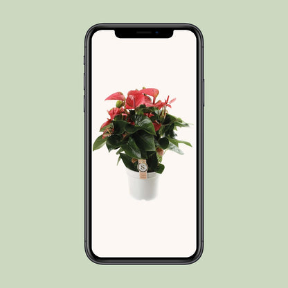 Anthurium Pink Champion - Ø21cm - ↕65cm bei Pflanzfix24