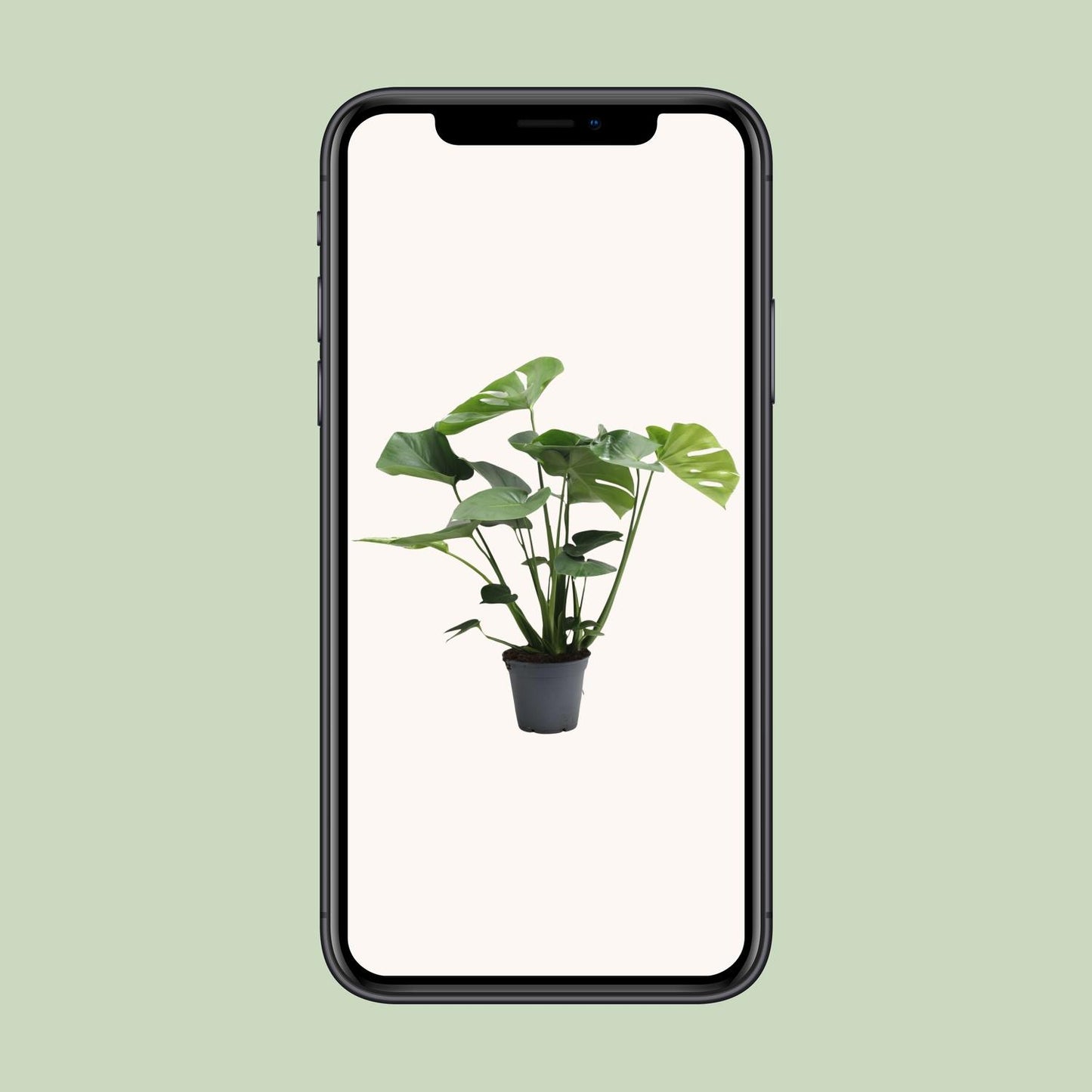 Monstera Deliciosa Tauerii - Zimmerpflanze im 17 cm Topf - Pflanzfix24