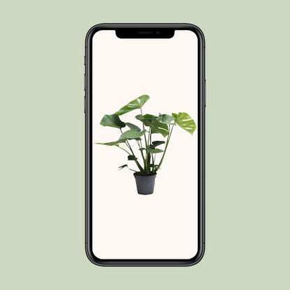 Monstera Deliciosa Tauerii - Zimmerpflanze im 17 cm Topf - Pflanzfix24