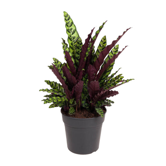 Calathea Lancifolia - Ø27cm - pflanzfix24
