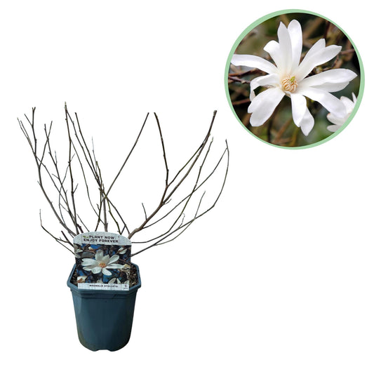 Pflanzfix24.de - Magnolia Stellata - Blüte Weiß - 1 Pflanze - Topf 17cm - Pflanzfix24.de