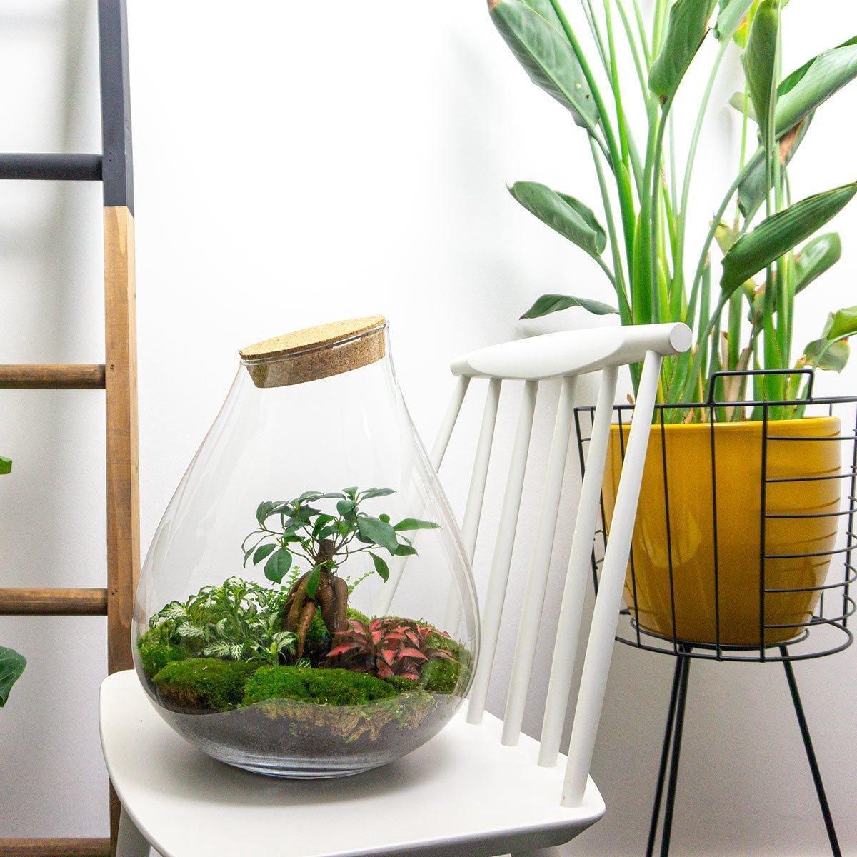 Flaschengarten - Drop XL - DIY Terrarium Set - Pflanzfix24.de - Pflanzfix24.de
