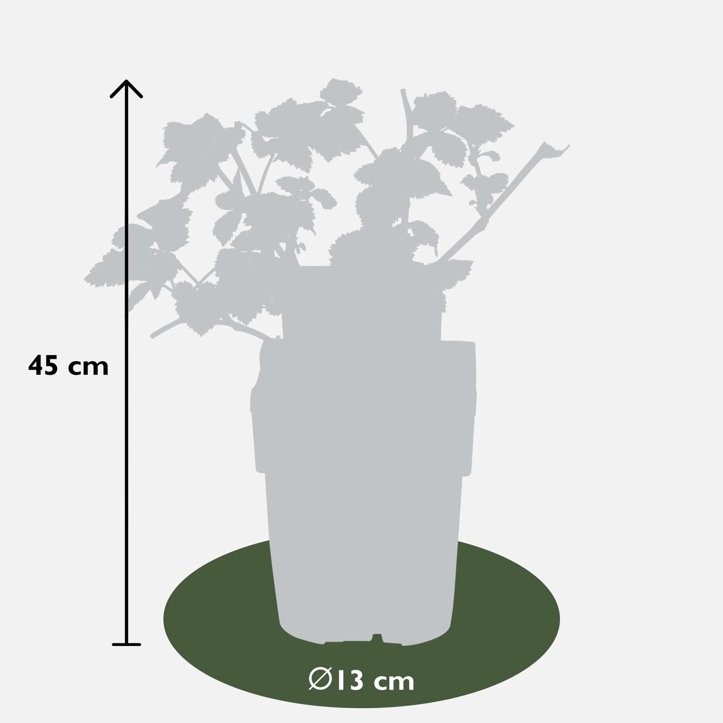 3x - Rubus mix - ↨45cm - Ø13 - Pflanzfix24