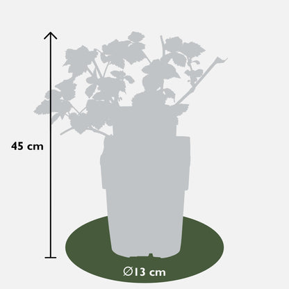 3x - Rubus mix - ↨45cm - Ø13 - Pflanzfix24